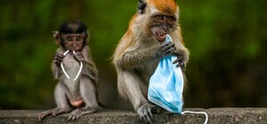 Получи ответ: как выбрасывать медицинские маски, чтобы они не убивали животных
