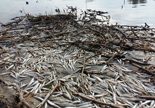 Экологическая катастрофа: одесские экологи обеспокоены массовым мором рыбы - фото
