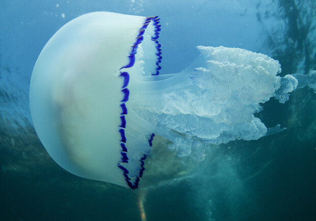 На одесские пляжи начали приплывать медузы: их станет еще больше. Фото: pexels