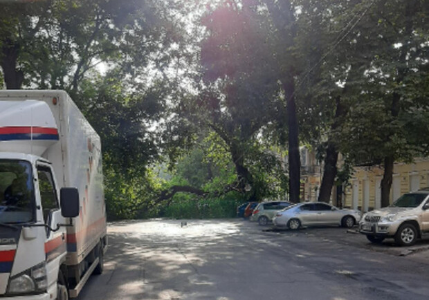 Не проедешь: в центре Одессы огромное дерево рухнуло на дорогу. Фото: 2ГИС