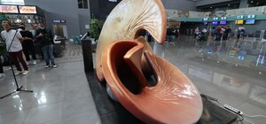 Футбольные 