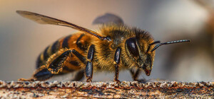 Самый большой в Украине: в Запорожской области появился памятник пчеле