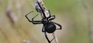 Смертельный укус: житель Одесской области нашел во дворе 