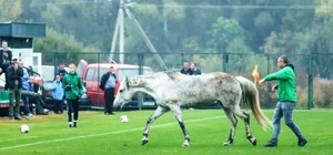 Видеофакт: отборочный матч Дефлимпийских игр Украина — Италия остановили из-за собак и коня