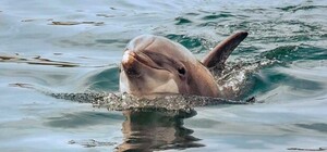 Жуткое зрелище: на берег Азовского моря выбросило мертвых дельфинов