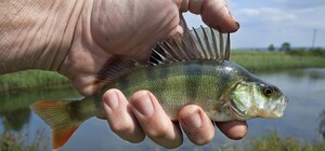 Более чем в 100 раз: в Украине подняли штрафы за рыбное браконьерство