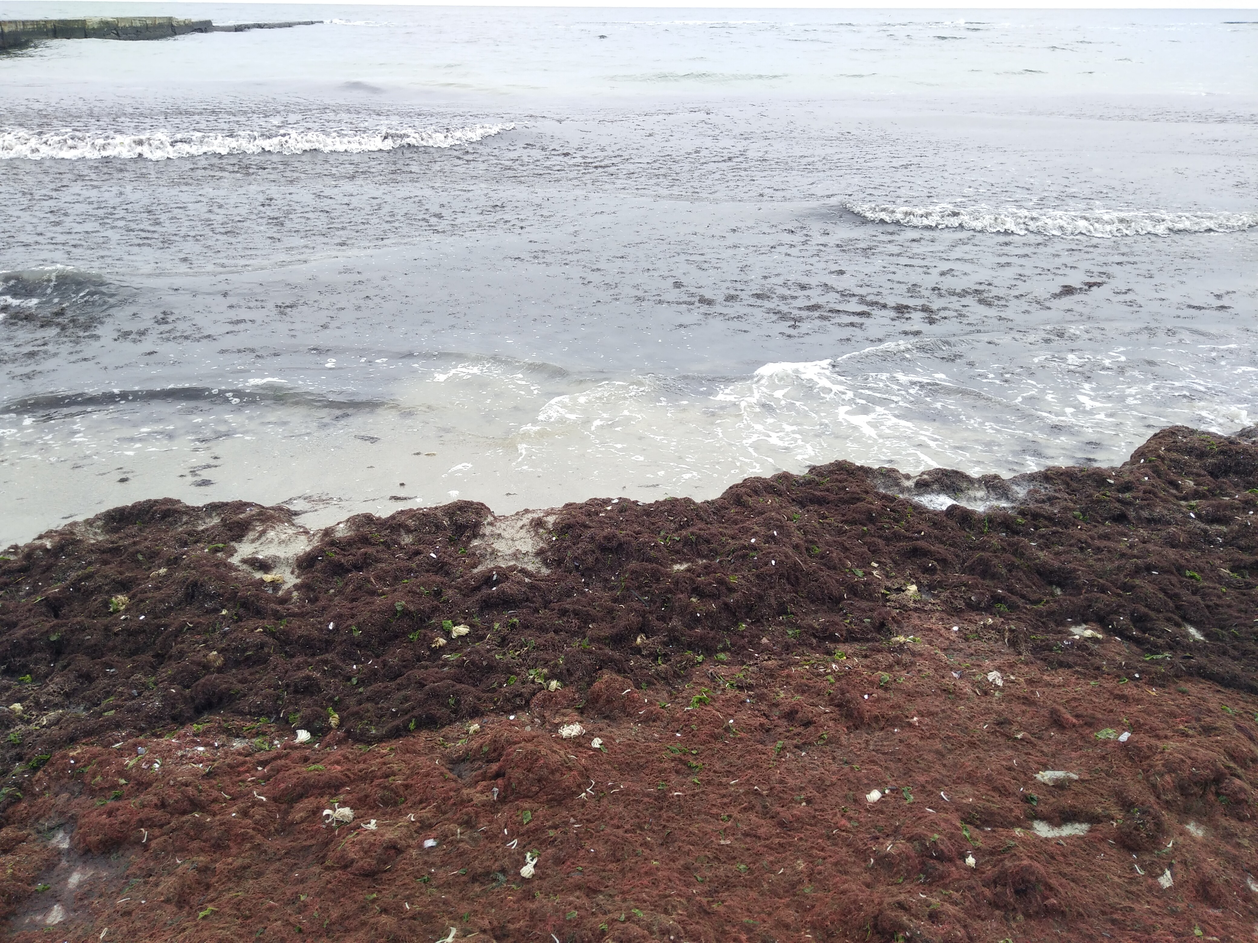Наплыв водорослей и медуз: пляж "Отрада" сильно загрязнился. Фото: Анна Веретенникова