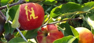 С рисунками и надписями: в Днепропетровской области выращивают необычные яблоки