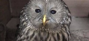 Потрібна операція: львів'яни врятували червонокнижну сову