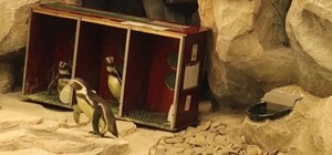 Смотри видео: в Харьковском зоопарке поселились пингвины Гумбольдта