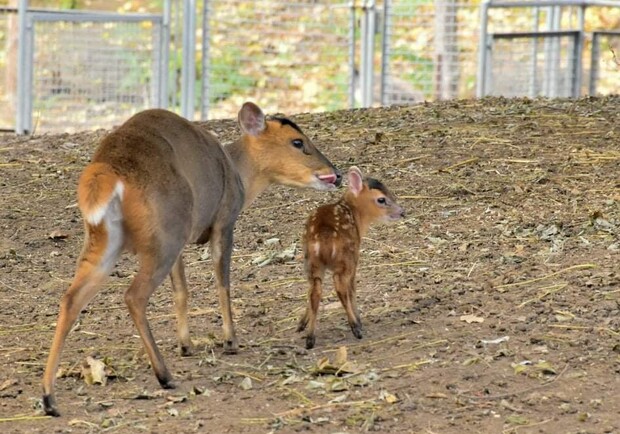 Смышленый малыш: в Одесском зоопарке родился лающий олененок