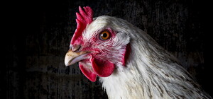 Будьте внимательны: в магазинах Запорожья может попадаться курятина с сальмонеллезом