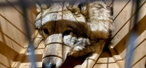 Какие-то странные лайки: из Киева в Непал пытались вывезти диких волков