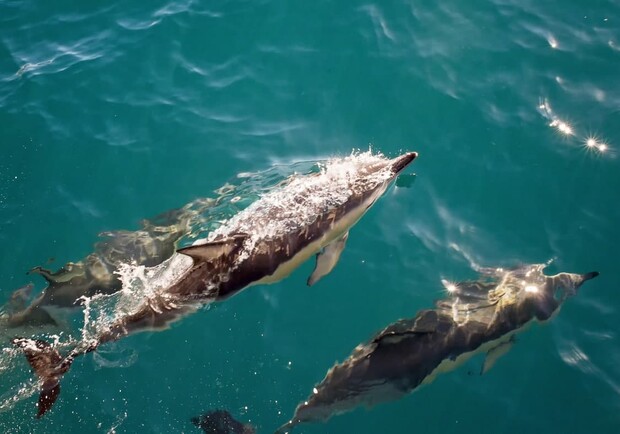 Трогательное зрелище: на "Ланжероне" заметили пару дельфинов. Фото: freepik.com