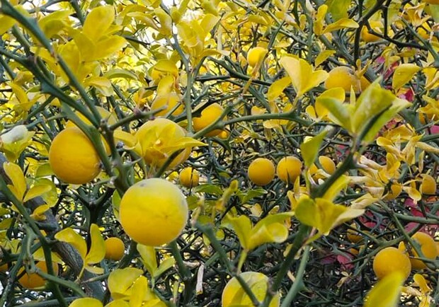 в Одесском ботсаду собирают плоды диких лимонов. Фото: facebook.com/garden.onu