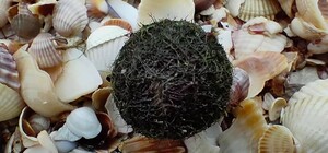 Вместо медуз: в Кирилловке на берег выбросило нового обитателя Азовского моря