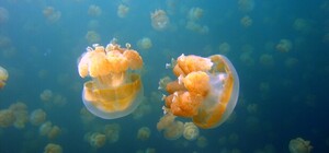 В Азовском море в декабре продолжается нашествие медуз (видео)