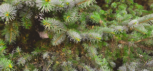 Где и когда в Киеве заработают елочные базары