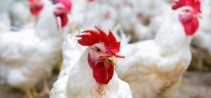 В магазинах Запорожья может попадаться курятина с сальмонеллезом