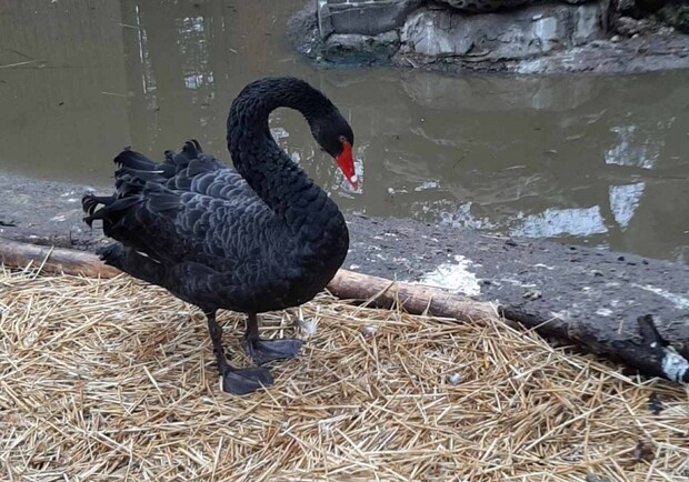 Экологи спасли австралийского черного лебедя: теперь он живет в одесском зоопарке. 