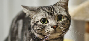 Грозит уголовное наказание: под Харьковом школьница играла в футбол котенком 