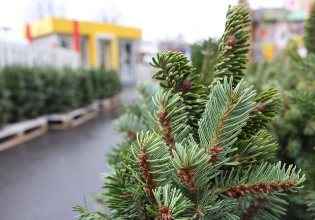 Где и почем в Одессе купить новогоднюю елку. 