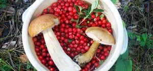 В Украине в десятки раз увеличили штрафы за незаконную рыбалку, охоту, сбор грибов и ягод