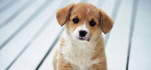 В Киеве мужчина выбросил новорожденных щенков из окна многоэтажки