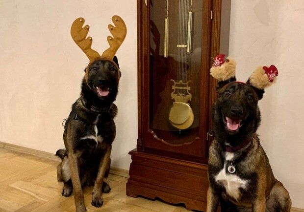 Собаки-таможенники поздравили одесситов с Новым годом. 