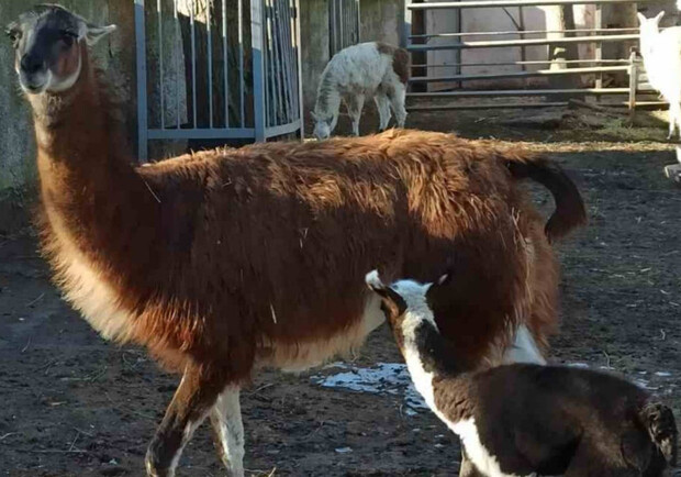 Очередное пополнение: в Одесском зоопарке родилась лама. 
