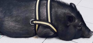 В Запорожье люди завели в квартире свинью