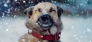 У середині січня у Львівській області прогнозують сильний мороз