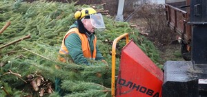 Количество пунктов для утилизации елок в Киеве увеличили до 33: адреса