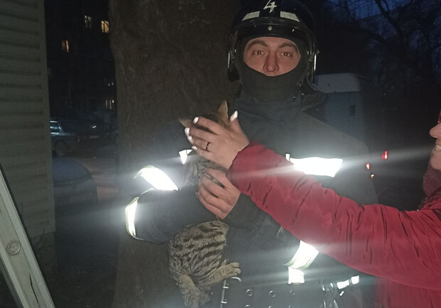 В Одессе спасатели пришли на помощь двум котам. 