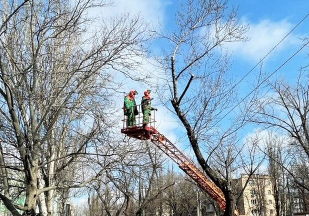 В Одессе 13 и 14 января будут обрезать деревья. 