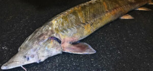 В Запорожье на Космосе продавали рыбу из Красной книги 