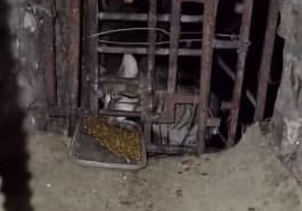 В подвале дома на Черемушках замуровали котов: они были там два месяца. 