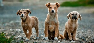 Як працюватимуть ловці безпритульних собак у Львові у січні-лютому (графік)