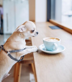 Собачникам, кошатникам и аллергикам на заметку: 10 pet-friendly заведений в Днепре