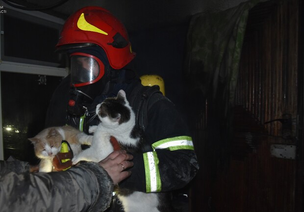Спасение животных: в Одессе спасатели вынесли из горящей квартиры котов и собаку. 