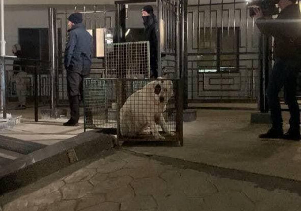 Хозяина алабаев, которые напали на одесситов, нашли: ему вернули собак. 
