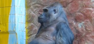 В Киевском зоопарке горилла Тони уничтожил подарок из Германии