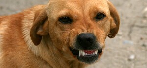 В Днепре бездомная собака напала на мальчика