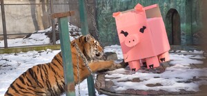 В Одесском зоопарке тигрице подарили праздничный торт: ей понравилась коробка (видео)