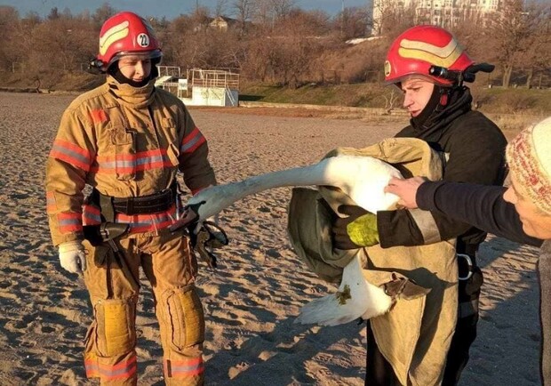 На пляже в Черноморске спасли раненного лебедя. 