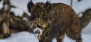 В лесах под Киевом у диких животных была найдена опасная болезнь 