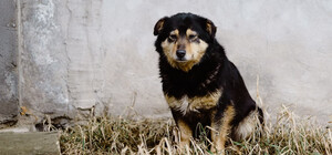 В Гидропарке догхантеры отравили бездомных собак 