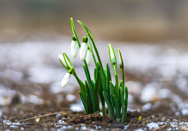 Весна близько: в Одесі розцвіли проліски (фото). 
