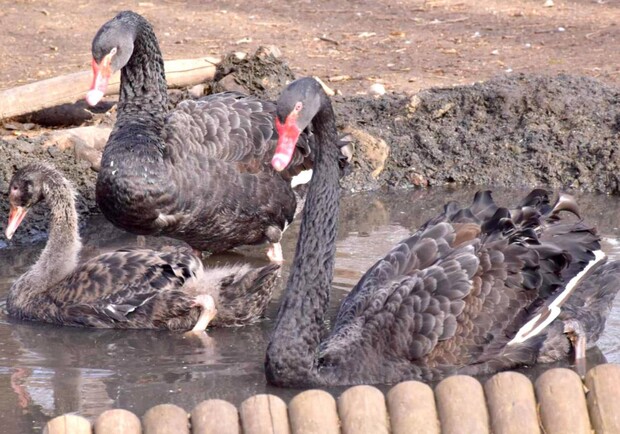В Одеському зоопарку біля пари рідкісних чорних лебедів з'явилося пташеня. 