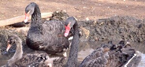 В Одесском зоопарке у пары редких черных лебедей появился птенец